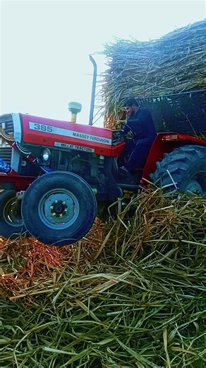 #سنگت_ویڈیو_وائرل_کریسو_آپ_ہیں🥀🌼🙈✨🎇 #385lovers