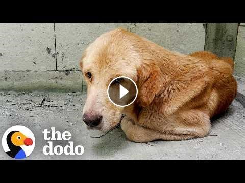 Dumped 'Skeleton' Dog Makes Shocking Transformation #Video