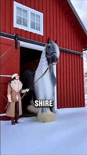 This Shire Horse Looks Almost Unreal In Size #horse #shorts #shire