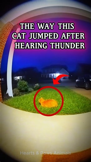 This cat got scared by thunder! 😱