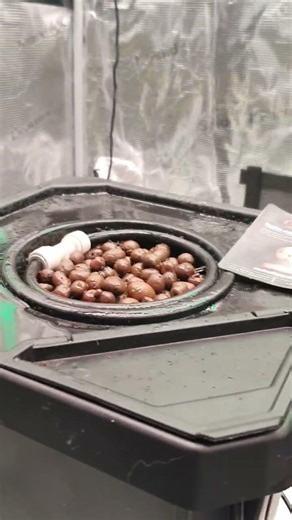 The first life in hydroponics! 💧 Bella Rose is sprouting under the G5000 💡
