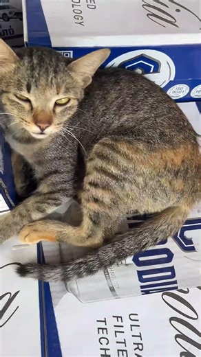 Cat's Hilarious Reaction to a Hidden Surprise!