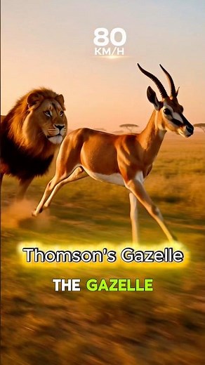 The 5 Fastest Land Animals in the World 😱