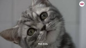 Oplev hvordan de tre kattekillinger Andy, Anton og My falder til i deres nye hjem – og klarer en tur hos dyrlægen. Gik du glip af første episode, kan du se den her: royalcanin.dk/killing-til-kat | Royal Canin