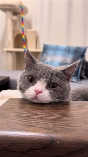 まーそんな日もあるよね😌梅雨だしのんびりいこ😉 #マンチカン #kitten #短足 #ハチワレ #猫のいる暮らし