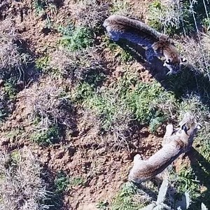 Bobcat mating season! One of the coolest vid captures we have ever gotten. This is a male and female courting. Wish we could hear what she was telling him! . . . . . . . . . #bobcats #bobcat #varmint #varminthunting #predatorhunting #predatorcontrol #southtexas #smallcats #texashunting #gatomontes #lasraicesranch | Las Raices Ranch