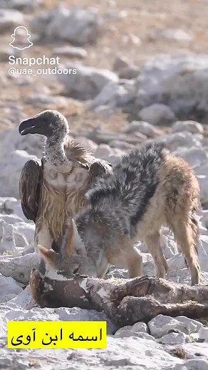 Vulture Feeding on Animal in Arid Landscape