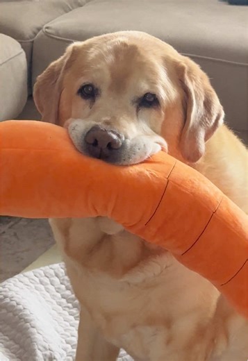 Understanding Labrador Retrievers: Your Guide