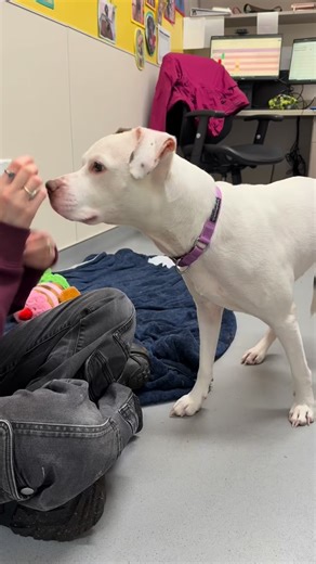 seattlehumane on Instagram: "Remi is getting started on his New Year’s resolution: working on his “sit” command! This 2-year-old guy is new to Seattle Humane, but we’ve learned that he enjoys going for walks, getting lots of scratches and is working hard on learning commands. His other hope for the New Year? To go to a new home! ☺️ Stop by and meet Remi today! We will be open regular hours, 12 – 6 p.m. today through Sunday. #dog #cutedog #dogsofinstagram #pittie #adopt"