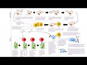 Immune system in full: phagocytosis & cellular and humoral immunity revision: A level biology (AQA)