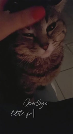 J'ai du mal à m'endormir ce soir, je pensais à elle 🕊️