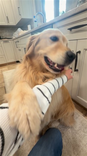 Lindsay Theuerkauf | Dog Health on Instagram: "Golden’s and many dogs bond through togetherness 💗🐶 Often called “Velcro dogs” (and proudly so) Many Goldens simply want to know: Where are you? What are we doing? Can I be part of it? For this breed, closeness = connection ❤️ And to them, you’re not just their owner—you’re their person.#dogmomlife #clingy #goldenretrieverlovers #kitchensofinstagram #dogbehavior"