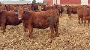 Selling 76 open Red Angus Replacement quality heifers. Mobridge Livestock Market LLC Jan. 15 Heifers weaned early Oct Bangs vaccinated Zoetis wean vac program Poured late December Palpated for breed ability Weighing 650 to 675 pounds Over 60 years in the registered Red Angus business. These are later March and April born calves. | Broken Heart Ranch