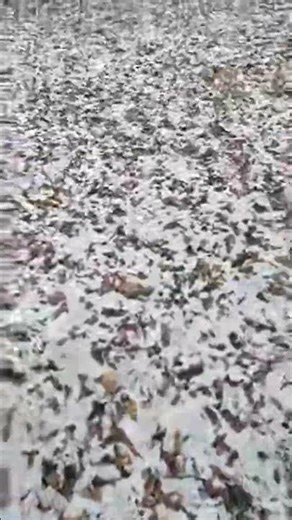 Vizuina cățelului pamantului