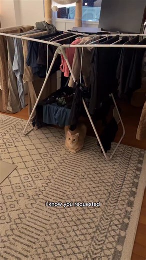 Felix the Pale Ginger Cat 🐱 on Instagram: "hot laundry féfé is back"