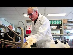 To catch a poacher: A peek behind the scenes of Alberta's wildlife forensic lab