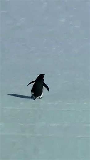 Nihilist Penguin | | Encounter at the end of the world (2007) #nihilistpenguin
