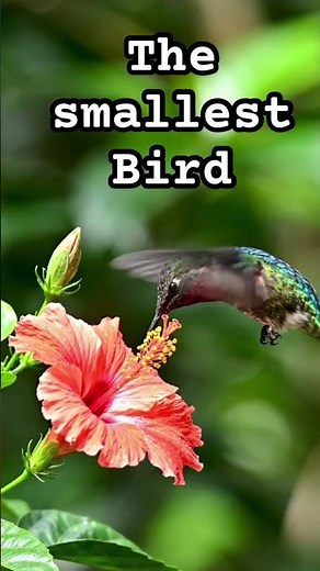 The smallest bird