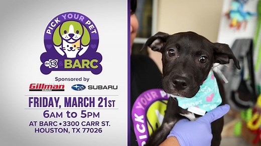 Record-breaking 168 pets adopted during ABC13's 8th annual Pick Your Pet Adoption Drive