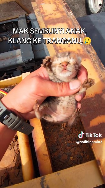 Kucing Baru Lahir: Detik-Detik Pengalaman Menyentuh