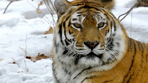 NATURE: Siberian Tiger Quest | Netflix