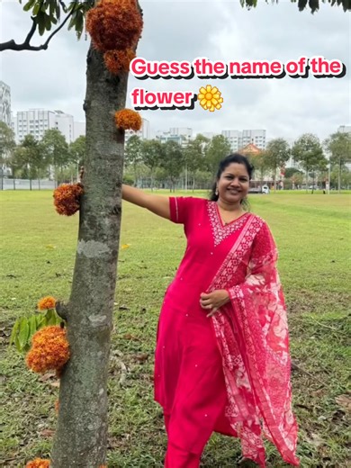 🌼Guess the name of this flower. Beautiful Singapore 🇸🇬! Do you know the name of this tree? . . . . . . #singapore #reels #nature #garden #flowers
