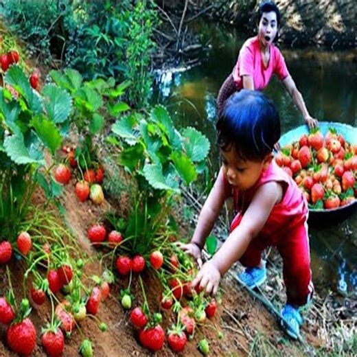 baby boy find pick Strawberry with mother by river cooking food for dog | Amazing Cooking