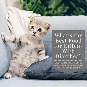 What Is the Best Kitten Food for Diarrhea?