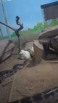 Wild Python Catches Live Chicken #factshorts #zoo #python #animal #pythonkills #wildlife #wildattac