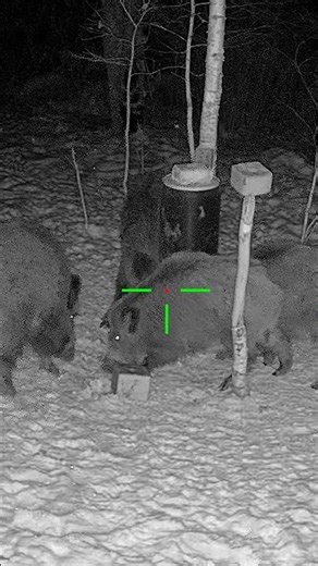 This Boar Ran Straight Into View #hunting