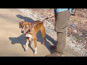 2014 UKC Squirrel Dog World Championship - Squirrel Hunting with Curs and Feist Dogs