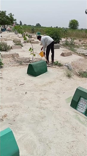 Watering Newly Planted Trees in Graveyard | Sustainable Charity Work