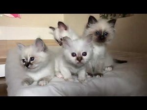 Birman kittens are available! www.birmans.eu