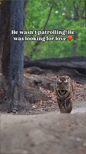 4.5K reactions · 95 shares | When a Tiger Looks for Love In this...