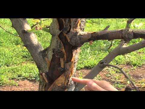 Fire blight