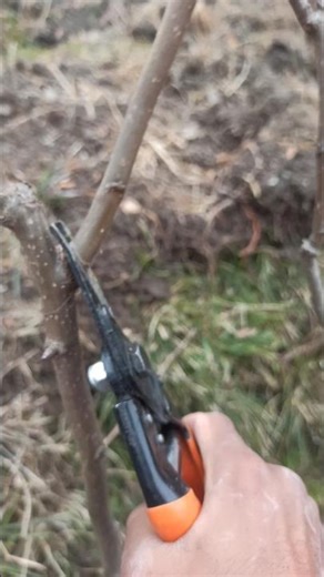 Pear Tree Pruning ASMR | Close-Up Cuts