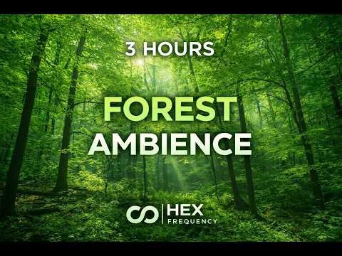 Forest Birdsong Ambience for Deep Focus (3 Hours) | HEX Frequency
