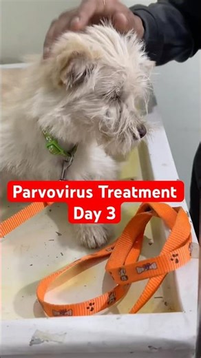 Parvovirus treatment Day 3 || #parvovirus #parvo #treatment #dog