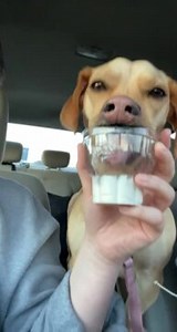 Roxanne, the lovely dog, enjoyed relishing ice cream from the cup. They adorably attempted to eat the ice cream from the bottom of the cup while their teeth became stuck to the top. This gave them a hilarious appearance and made their owner chuckle. | Jukin Copyright Management | Facebook