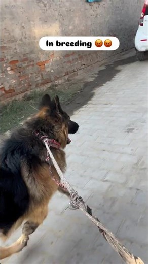 German Shepherd Inbreeding: Serious Health Risks You Must Know #germanshepherd #dog #pets #viral