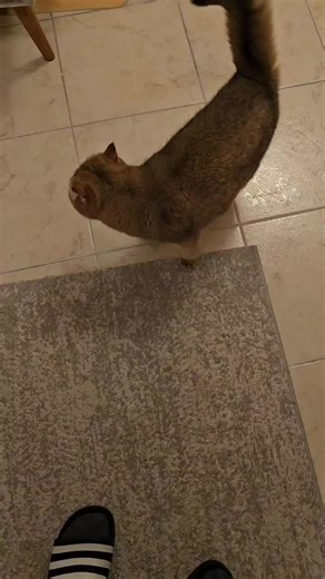 #bkhkätzchen #goodmorning #morningroutine #britishshorthair #cats #pet #lali