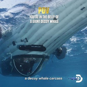 Would you sit inside the belly of a massive whale carcass to attract sharks? We did. #SharkWeek starts July 23 at 8p on @Discovery. | Shark Week