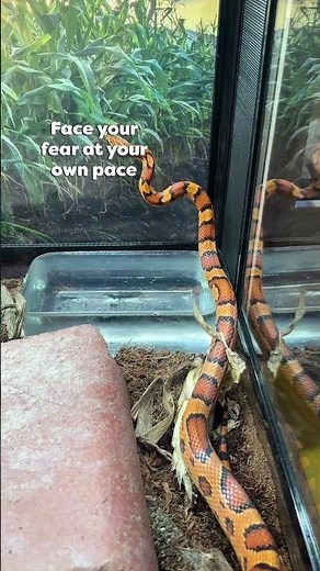 How do I get over the fear of snakes?
