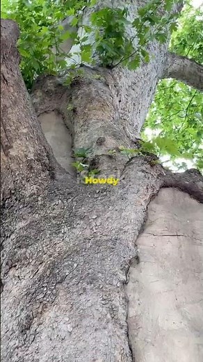 5 Facts About the American Sycamore Tree!