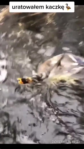 Kaczka uratowana !! #18 #kaczka #kaczkonurek #dc #dlaciebie #dlaciebie😏 #viral #virall #viralvideo #poland #śmieszne #Humor #zabawne #żart #mem