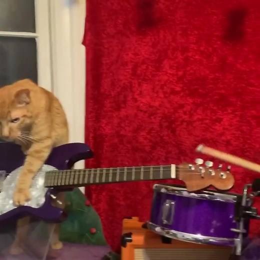 #weezer #cats #rock #music #rockband #miau man i love rock 🙏