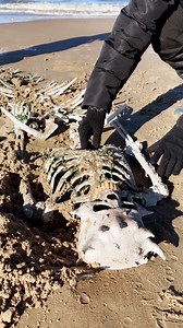 Huge mermaid skeleton found on a beach! | 5-Minute Crafts Men