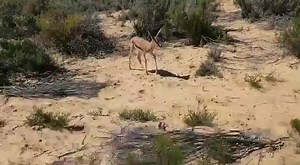 African animals #springbok #wildlife | TD Mathole Mathole