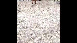 RESCUED: A yellow lab in Florida needed CPR after she went under the water at a dog park. Did you see? http://goo.gl/5NQ53m | NBC4