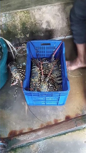 how to transport live lobster